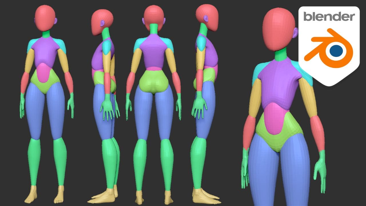 Images anatomie de références pour la sculpture 3D